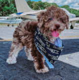 Cute Poodle Purebred Pup Cute Poodle Purebred Pup