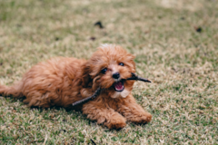 Cute Cavapoo Pup