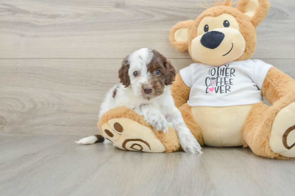 5 week old Cockapoo Puppy For Sale - Lone Star Pups