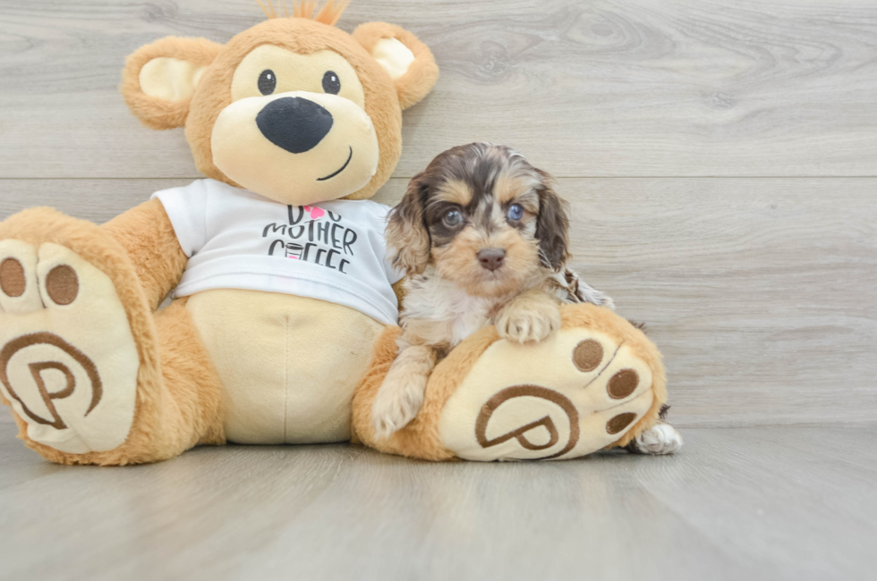 5 week old Cockapoo Puppy For Sale - Lone Star Pups