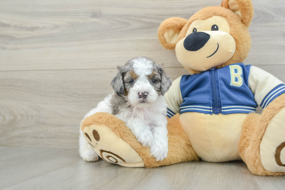 Cockapoo Pup Being Cute