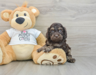 8 week old Cockapoo Puppy For Sale - Lone Star Pups