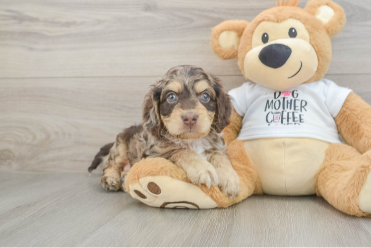 Cockapoo Puppy for Adoption