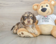 6 week old Cockapoo Puppy For Sale - Lone Star Pups