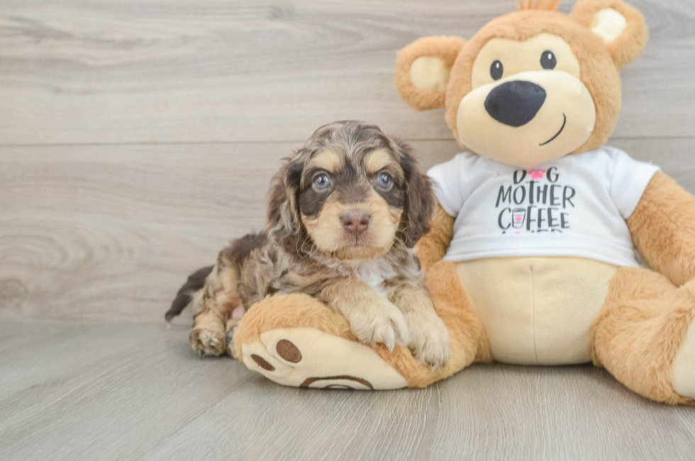 6 week old Cockapoo Puppy For Sale - Lone Star Pups