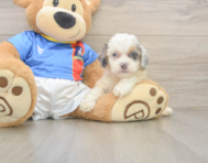 7 week old Cockapoo Puppy For Sale - Lone Star Pups