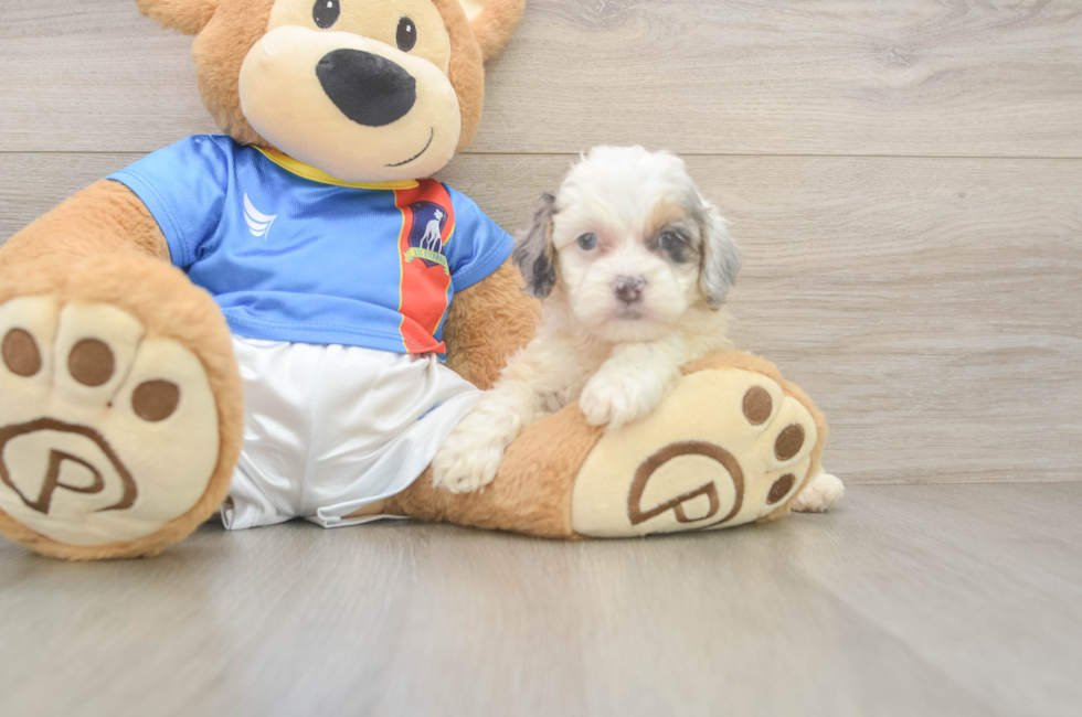 6 week old Cockapoo Puppy For Sale - Lone Star Pups