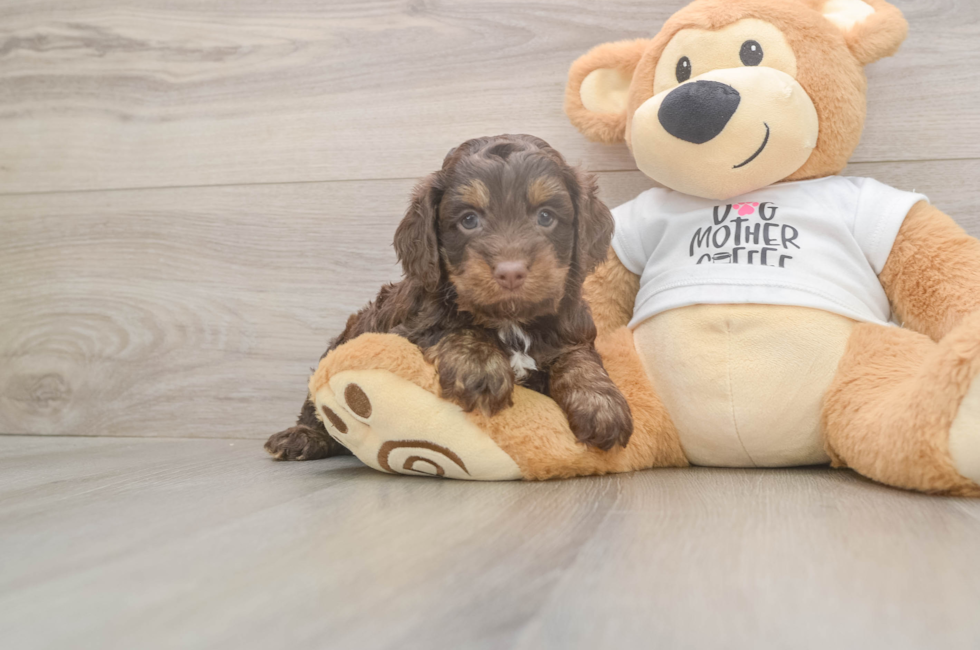 5 week old Cockapoo Puppy For Sale - Lone Star Pups