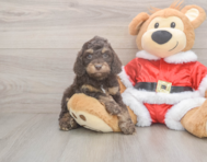 6 week old Cockapoo Puppy For Sale - Lone Star Pups