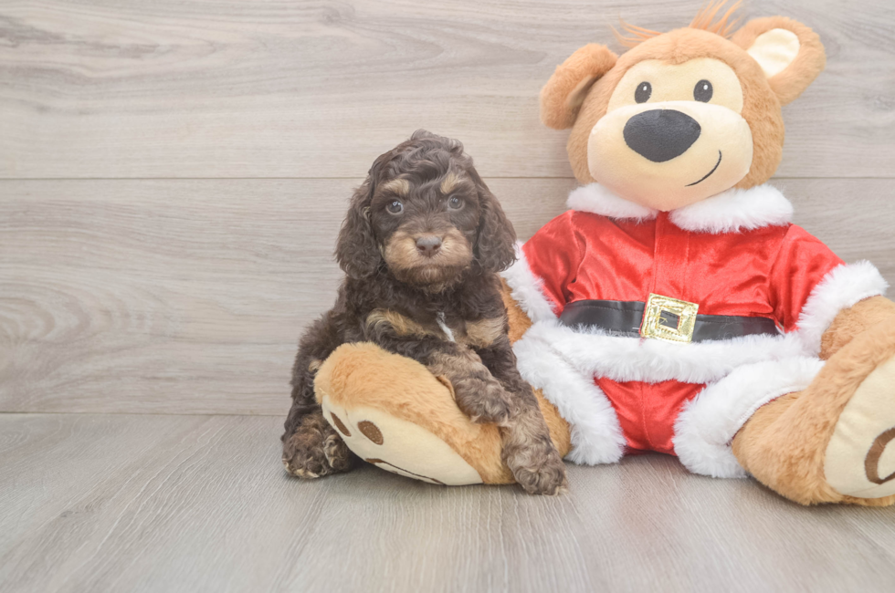 5 week old Cockapoo Puppy For Sale - Lone Star Pups