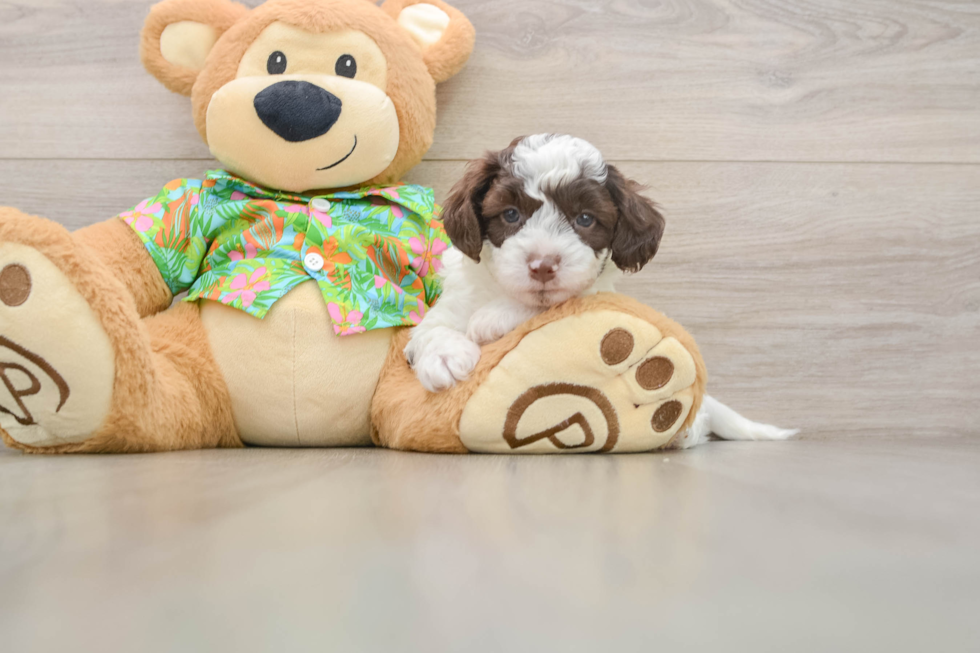 Funny Cockapoo Poodle Mix Pup