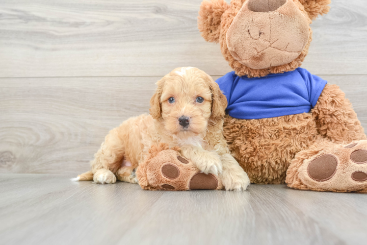 Cockapoo Pup Being Cute