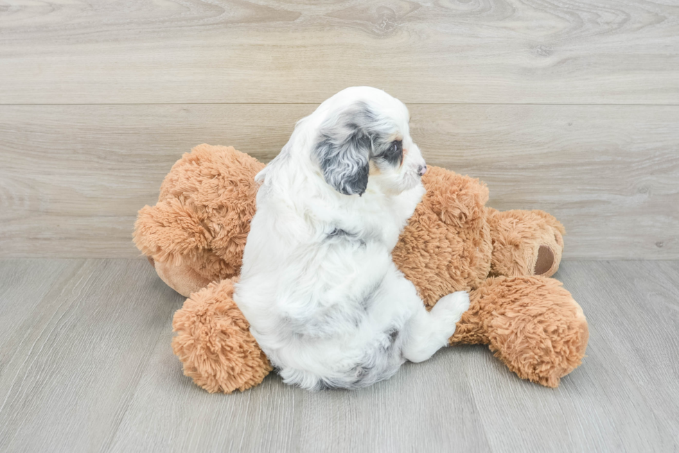 Cute Cockapoo Baby