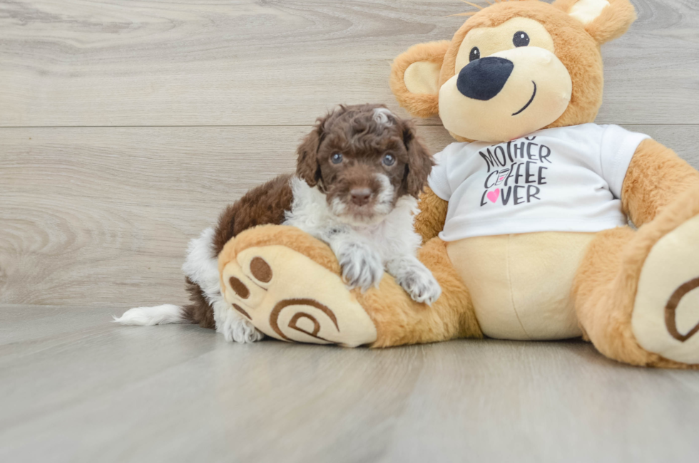 5 week old Cockapoo Puppy For Sale - Lone Star Pups