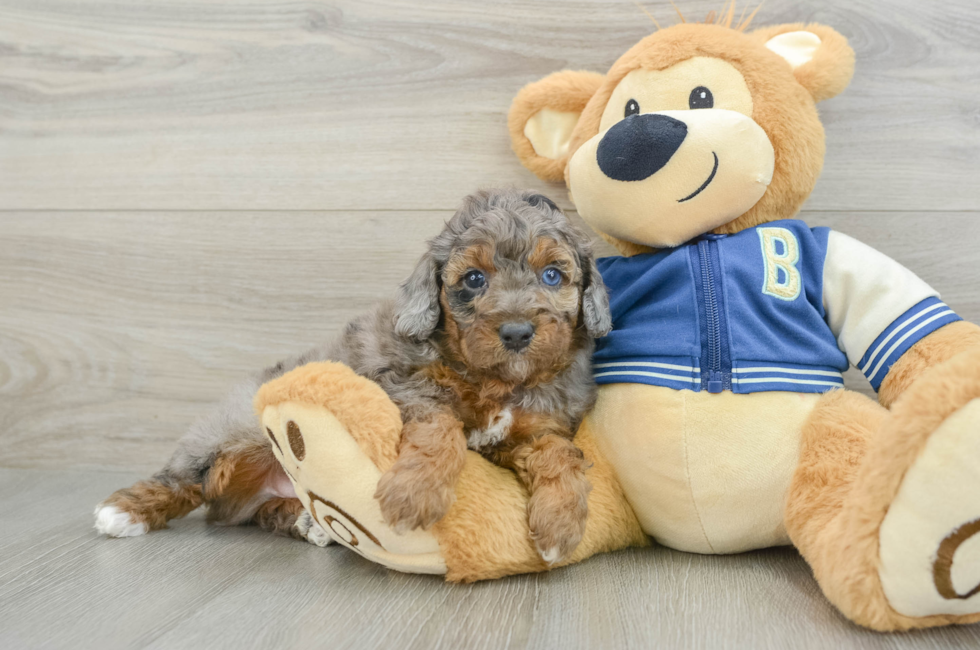 5 week old Cockapoo Puppy For Sale - Lone Star Pups