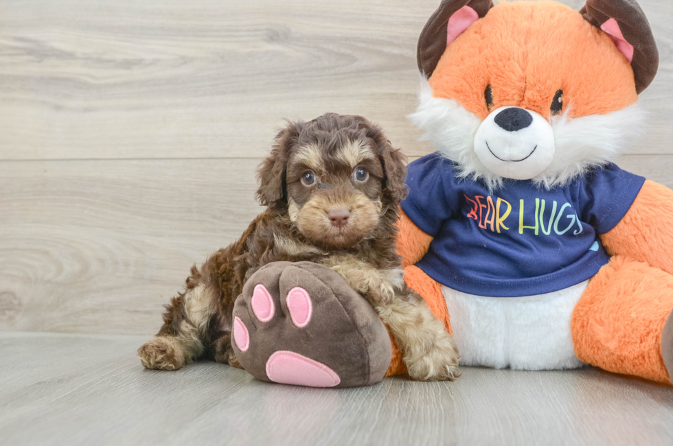 5 week old Cockapoo Puppy For Sale - Lone Star Pups