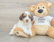 6 week old Cockapoo Puppy For Sale - Lone Star Pups