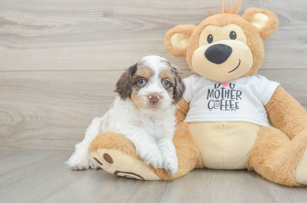 6 week old Cockapoo Puppy For Sale - Lone Star Pups