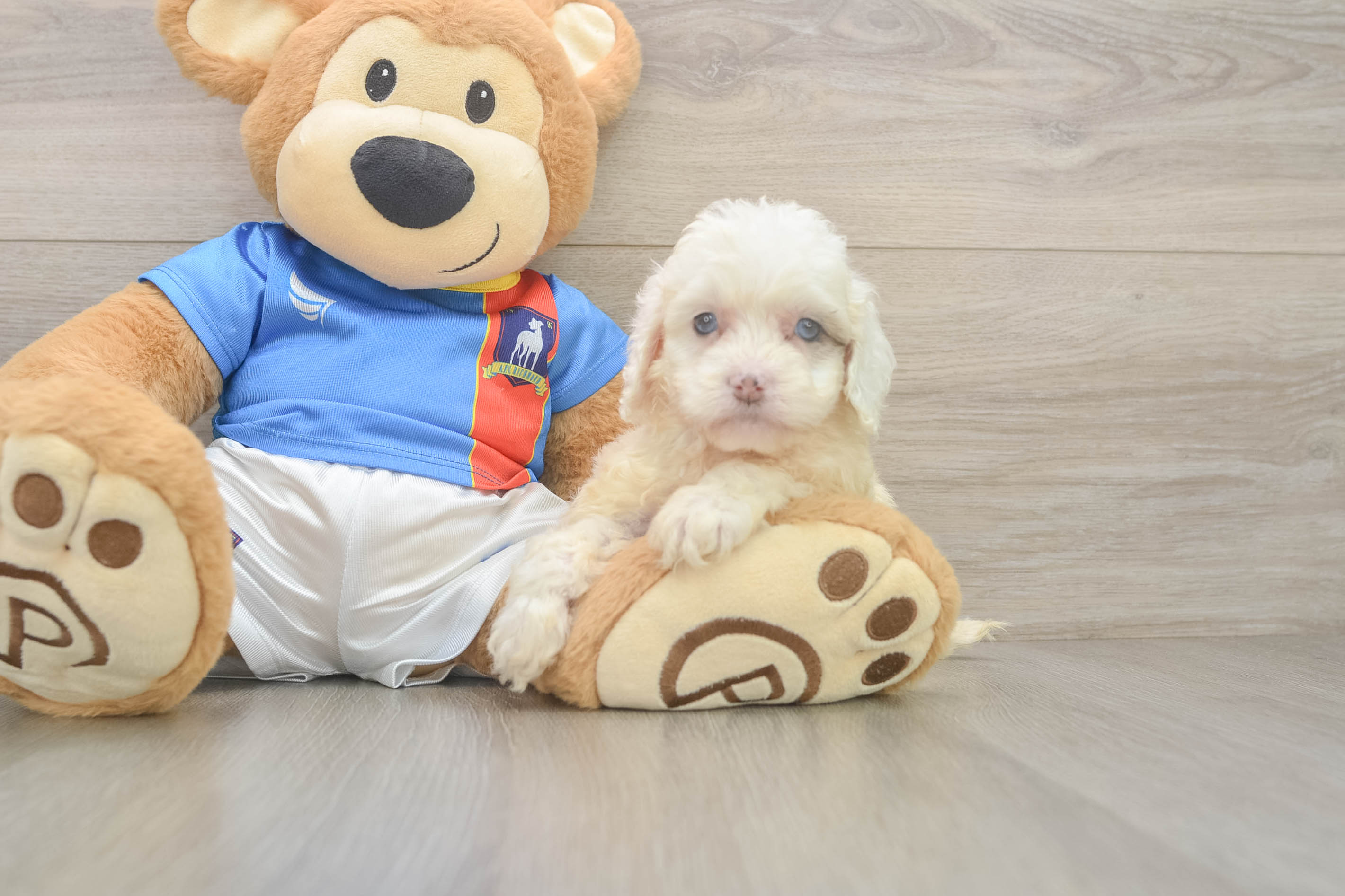 Cockapoo Pup Being Cute