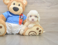 7 week old Cockapoo Puppy For Sale - Lone Star Pups