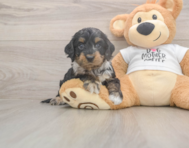 6 week old Cockapoo Puppy For Sale - Lone Star Pups