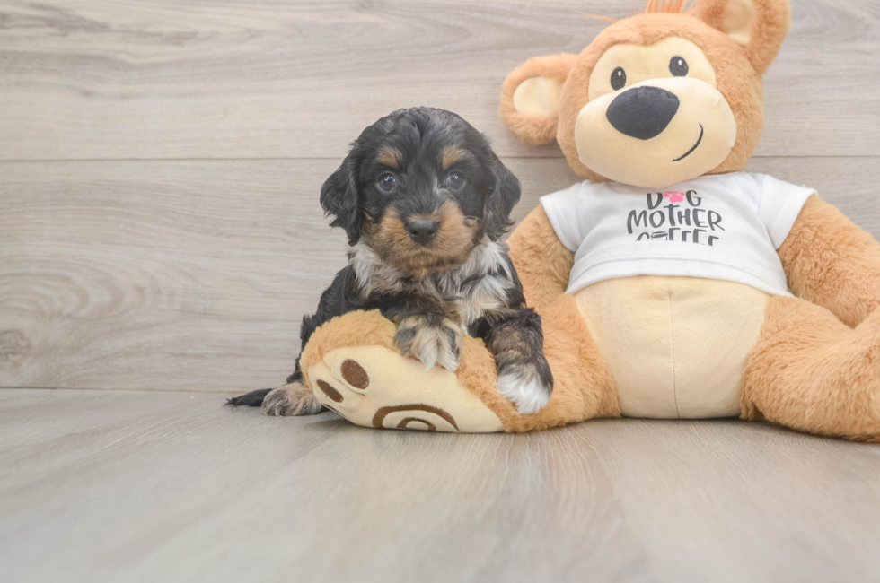 5 week old Cockapoo Puppy For Sale - Lone Star Pups