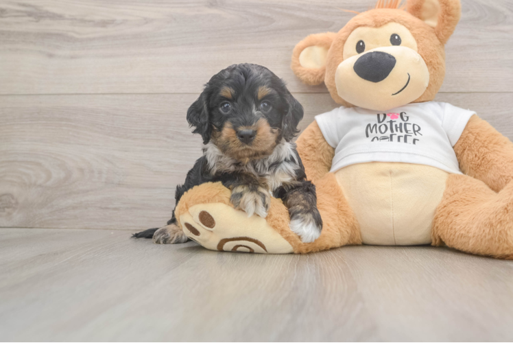 Meet Admiral - our Cockapoo Puppy Photo  1/3 - Lone Star Pups Funny Cockapoo Poodle Mix Pup