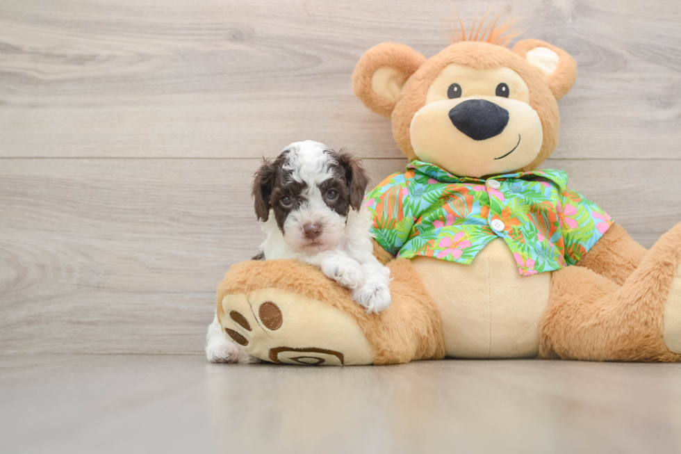 Cute Cockapoo Baby