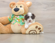 5 week old Cockapoo Puppy For Sale - Lone Star Pups