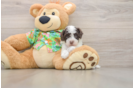 Cockapoo Puppy for Adoption