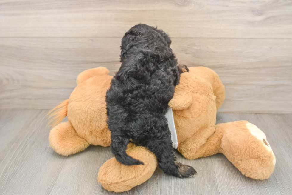 Fluffy Cockapoo Poodle Mix Pup