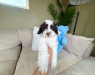 9 week old Cockapoo Puppy For Sale - Lone Star Pups