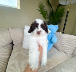 10 week old Cockapoo Puppy For Sale - Lone Star Pups