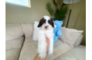 Cute Cocker Doodle Poodle Mix Puppy