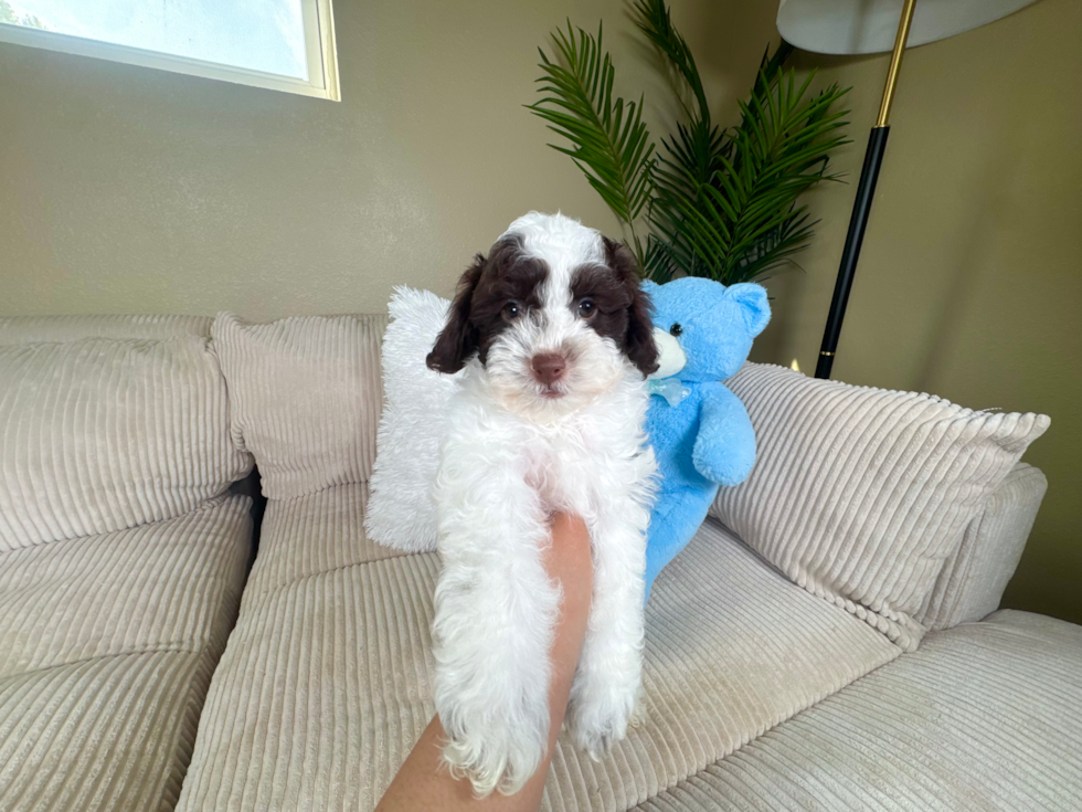 Cute Cocker Doodle Poodle Mix Puppy