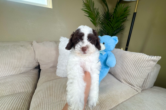 Cute Cocker Doodle Poodle Mix Puppy