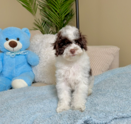 12 week old Cockapoo Puppy For Sale - Lone Star Pups