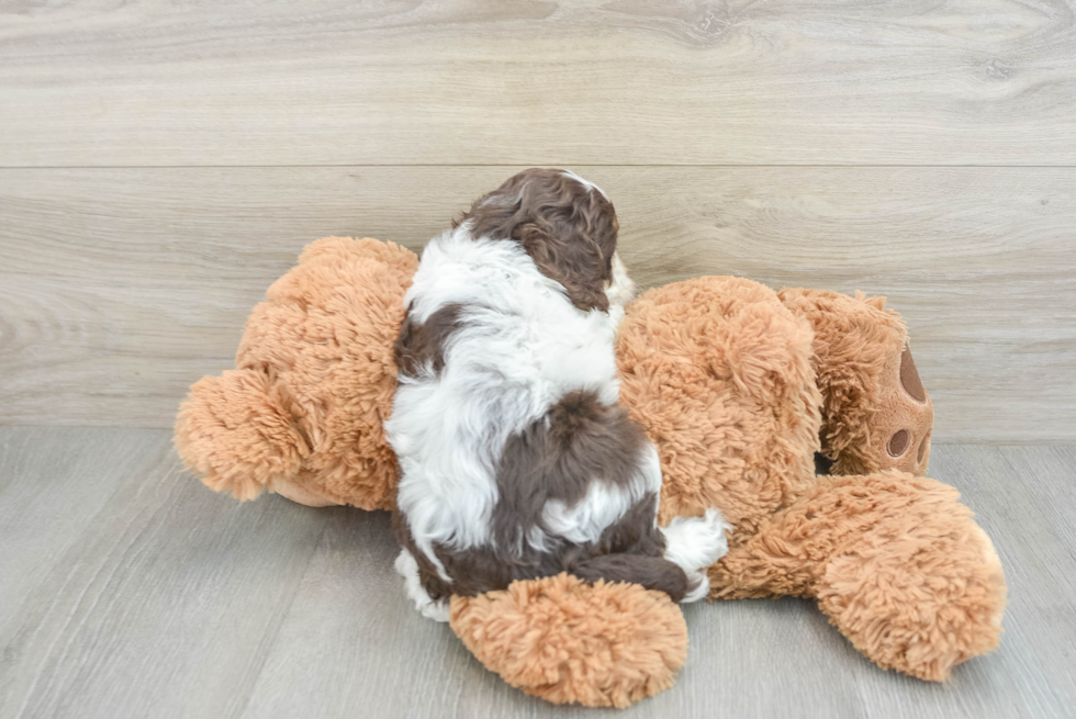 Cockapoo Puppy for Adoption