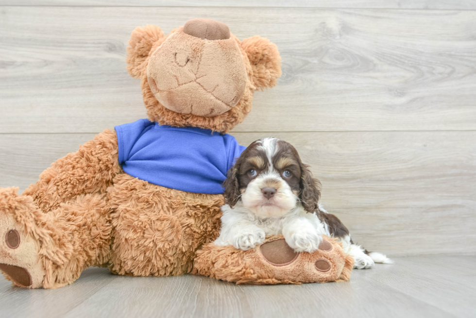 Happy Cockapoo Baby