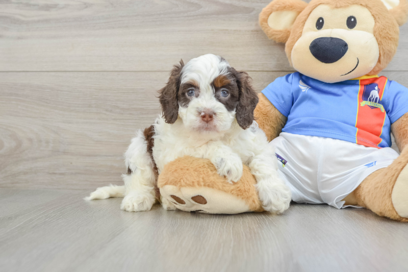 Meet Adrianna - our Cockapoo Puppy Photo 1/3 - Lone Star Pups