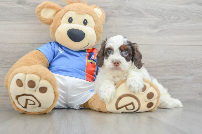 Meet Adrianna - our Cockapoo Puppy Photo 3/3 - Lone Star Pups