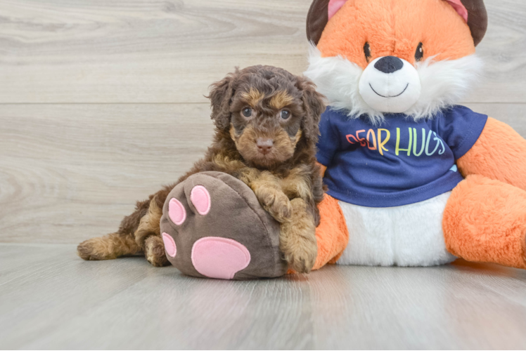 Cockapoo Pup Being Cute