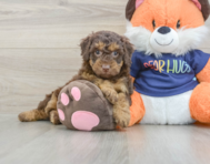 8 week old Cockapoo Puppy For Sale - Lone Star Pups