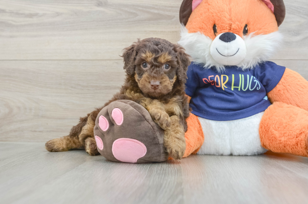 5 week old Cockapoo Puppy For Sale - Lone Star Pups