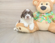 5 week old Cockapoo Puppy For Sale - Lone Star Pups