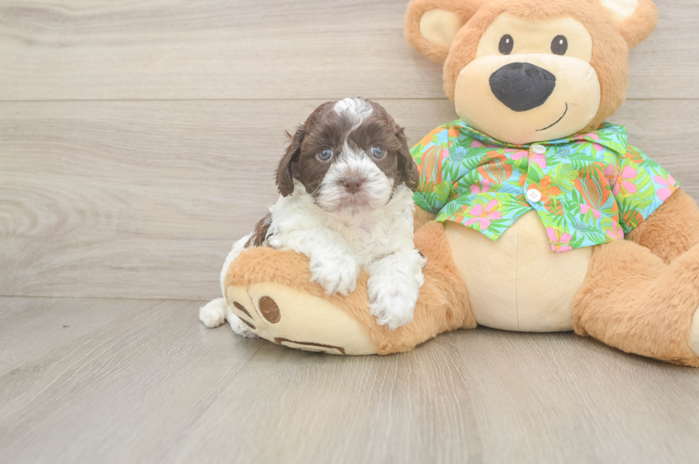 5 week old Cockapoo Puppy For Sale - Lone Star Pups