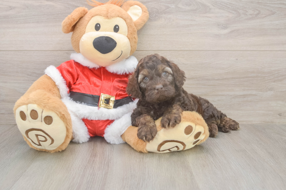 5 week old Cockapoo Puppy For Sale - Lone Star Pups