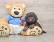 7 week old Cockapoo Puppy For Sale - Lone Star Pups