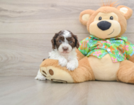 5 week old Cockapoo Puppy For Sale - Lone Star Pups
