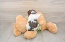 Sweet Cockapoo Baby